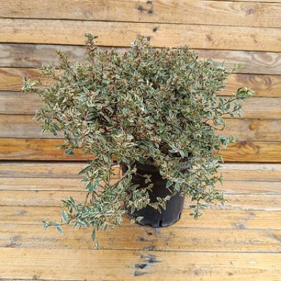 Abelia - Abelia grandiflora / Abelia confetti