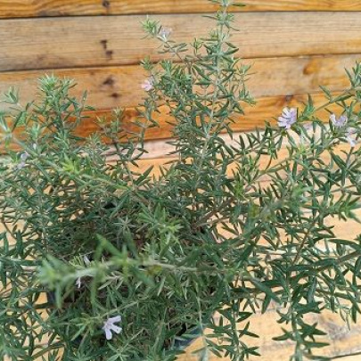 Coastal rosemary  - Westringia fruticosa