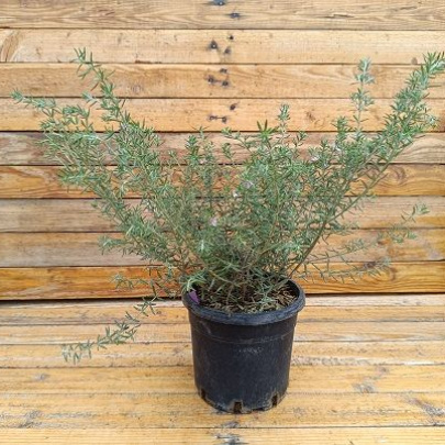 Coastal rosemary  - Westringia fruticosa