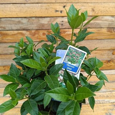 Laurustinus - Viburnum tinus