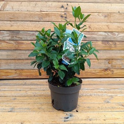 Laurustinus - Viburnum tinus