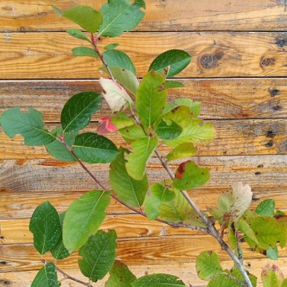 Aronija - Aronia melanocarpa
