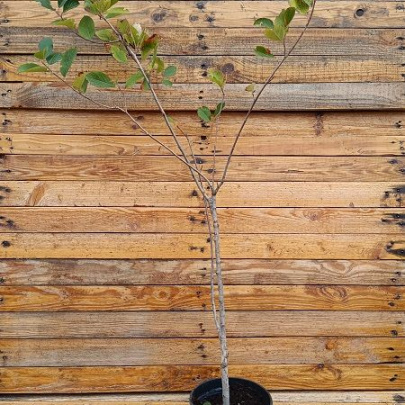 Aronija - Aronia melanocarpa