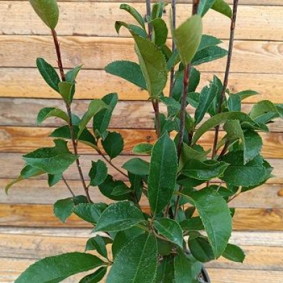 Red Tip Photinia - Photinia Red Robin