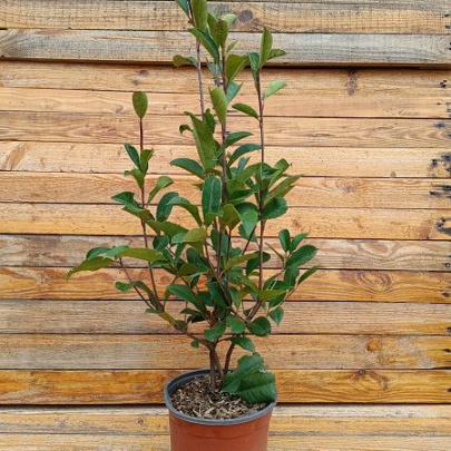 Red Tip Photinia - Photinia Red Robin