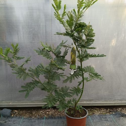 Mimoza zimzelena - Acacia armata