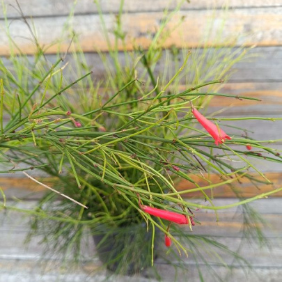 Firecracker plant - Russelia equisetiformis