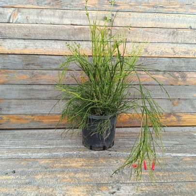 Firecracker plant - Russelia equisetiformis