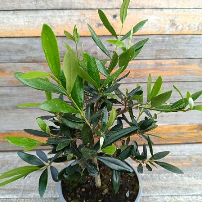 Maslina bonsai - Olea europaea
