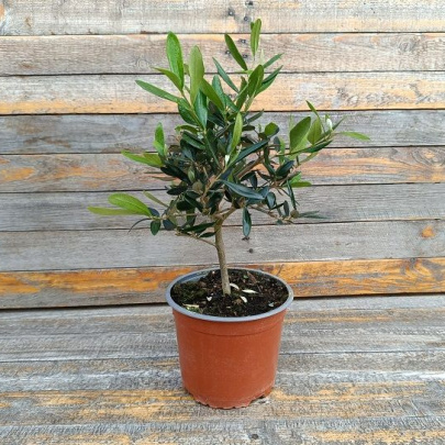 Maslina bonsai - Olea europaea