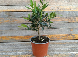 Maslina bonsai - Olea europaea