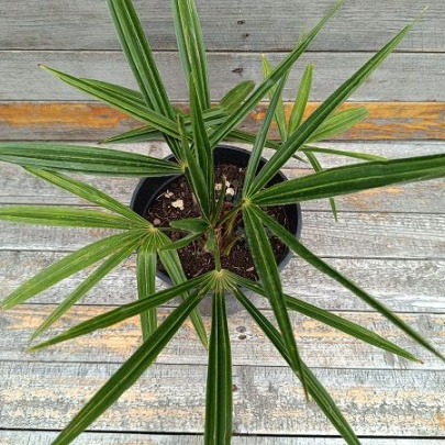 Šamerops - Chamaerops excelsa