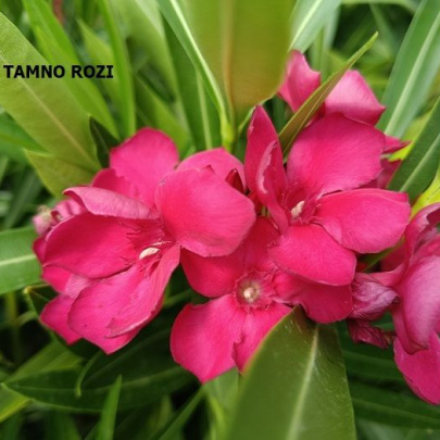 Oleander M - Nerium oleander M