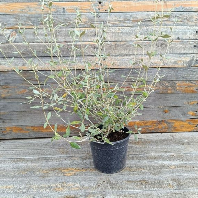 Dubačac - Teucrium fruticans 