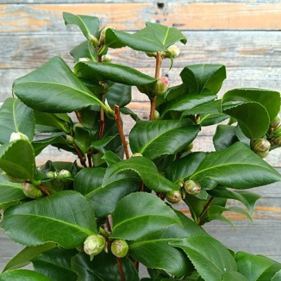 Kamelija - Camellia japonica