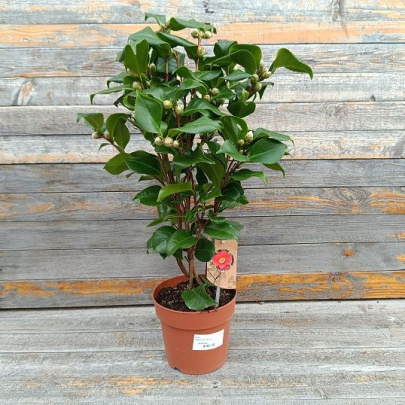 Kamelija - Camellia japonica