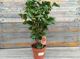 Kamelija - Camellia japonica