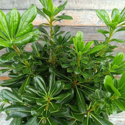 Pitospora - Pittosporum tobira
