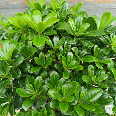 Pitosporum mali - Pittosporum tobira var. Nana