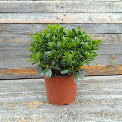Pitosporum mali - Pittosporum tobira var. Nana