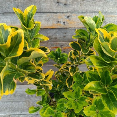 Wintercreeper - Euonymus fortunei