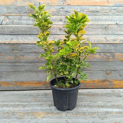 Wintercreeper - Euonymus fortunei