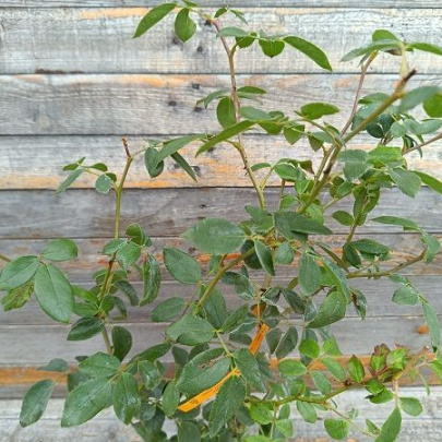 Rose - Rose Knock out