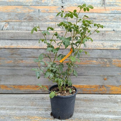 Rose - Rose Knock out