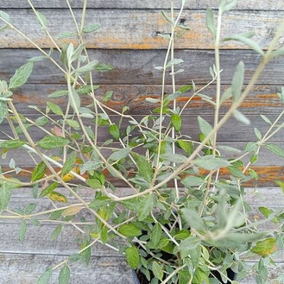 Dubačac - Teucrium fruticans 