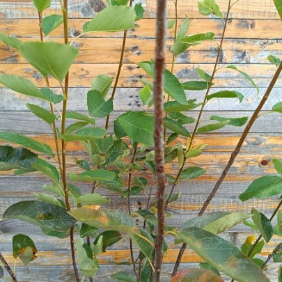 Merala - Amelanchier lamarckii
