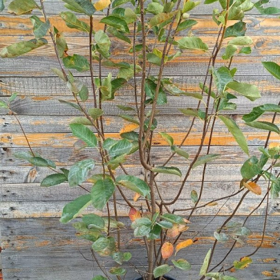 Merala - Amelanchier lamarckii
