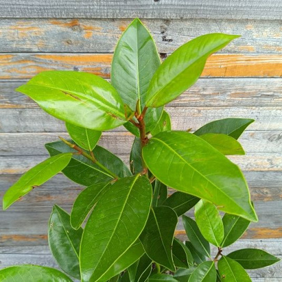 Magnolija - Magnolia grandiflora