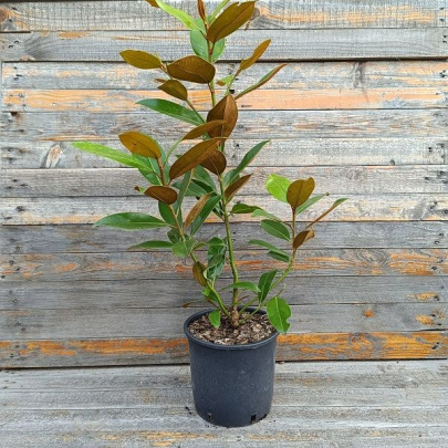 Magnolija - Magnolia grandiflora