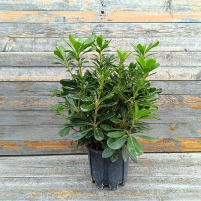 Pitospora - Pittosporum tobira