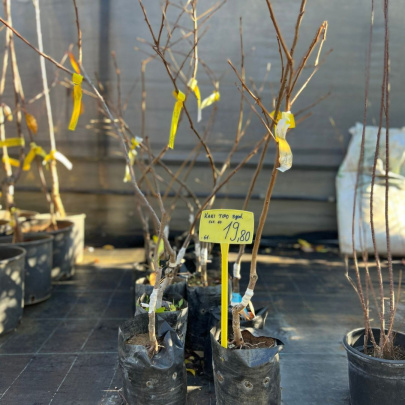 Kaki Tipo - Diospyros kaki