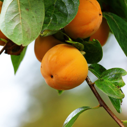 Kaki Tipo - Diospyros kaki