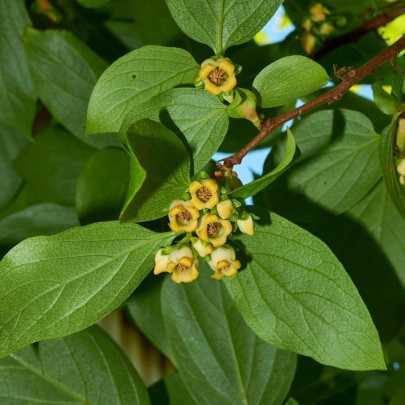 Kaki Tipo - Diospyros kaki