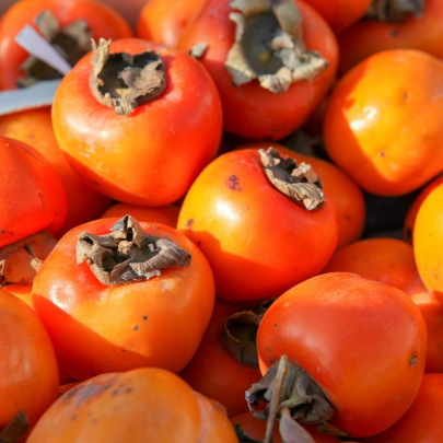 Kaki Tipo - Diospyros kaki