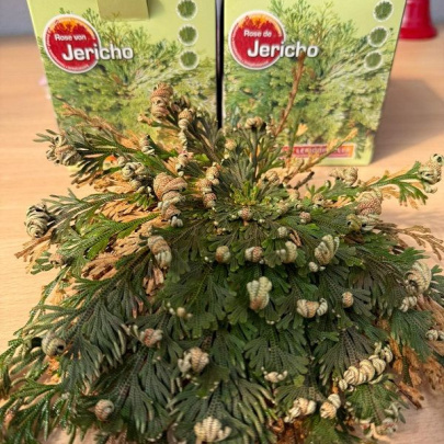 Jerihonska ruža - Anastatica hierochuntica