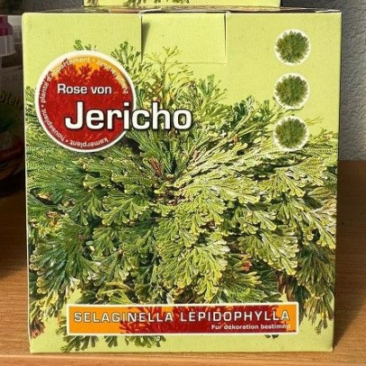 Jerihonska ruža - Anastatica hierochuntica