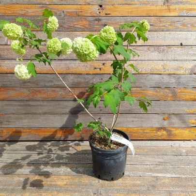 Guelder rose - Viburnum opulus