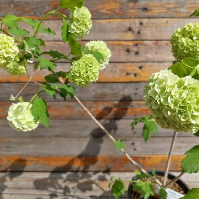 Guelder rose - Viburnum opulus