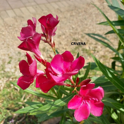 Oleander M - Nerium oleander M