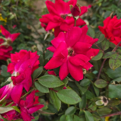 Rose - Rose Knock out