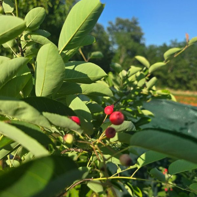 Merala - Amelanchier lamarckii