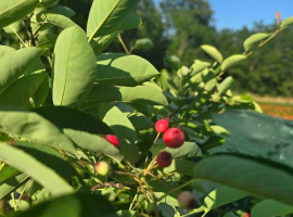 Merala - Amelanchier lamarckii
