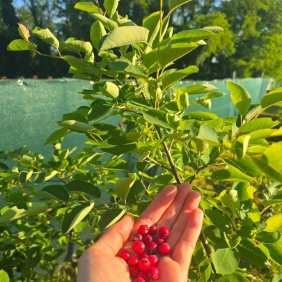 Merala - Amelanchier lamarckii
