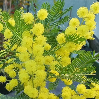 Mimoza zimzelena - Acacia armata