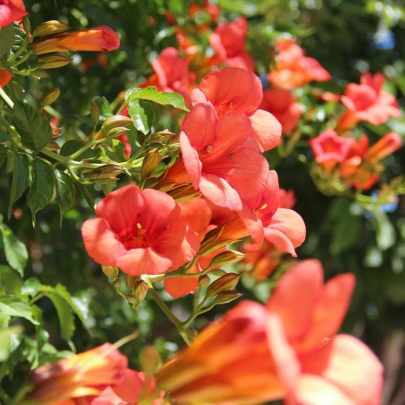 Trumpet vine - Campris Radicans