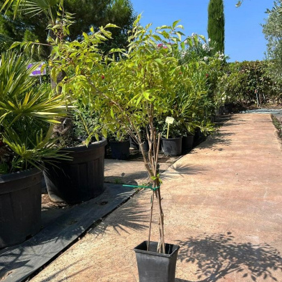 Trumpet vine - Campris Radicans